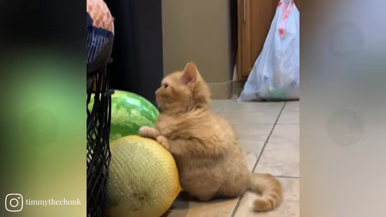 A tiny orange kitten sitting on a tiled floor, leaning its paws on a large yellow melon next to a watermelon.