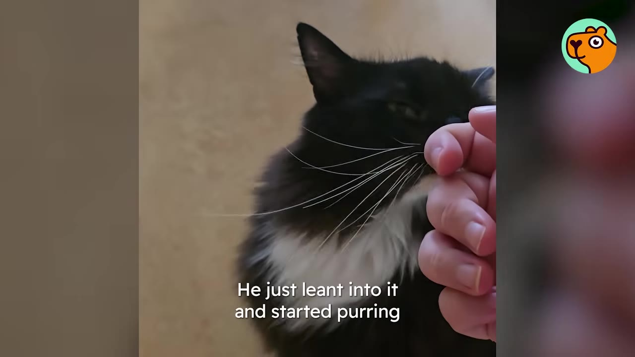 A black and white cat leaning its face into a person's hand, with text overlay reading 'He just leant into it and started purring'.