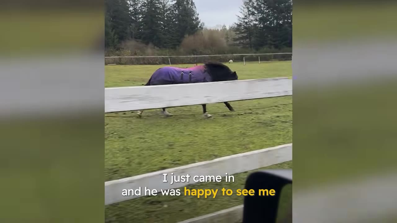 A dark horse wearing a purple and pink blanket trots along a white fence in a grassy pasture, with text on screen reading 'I just came in and he was happy to see me'.