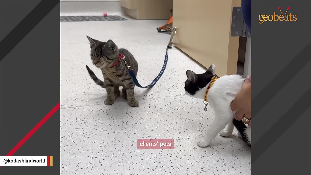 A small tabby kitten on a leash stands on a clinic floor, facing a black and white cat being held by a person.