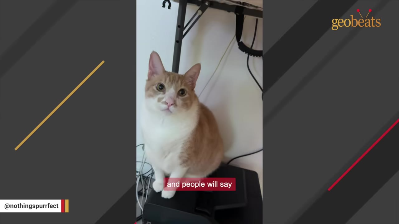 An orange and white cat sitting on top of a black printer under an office desk.