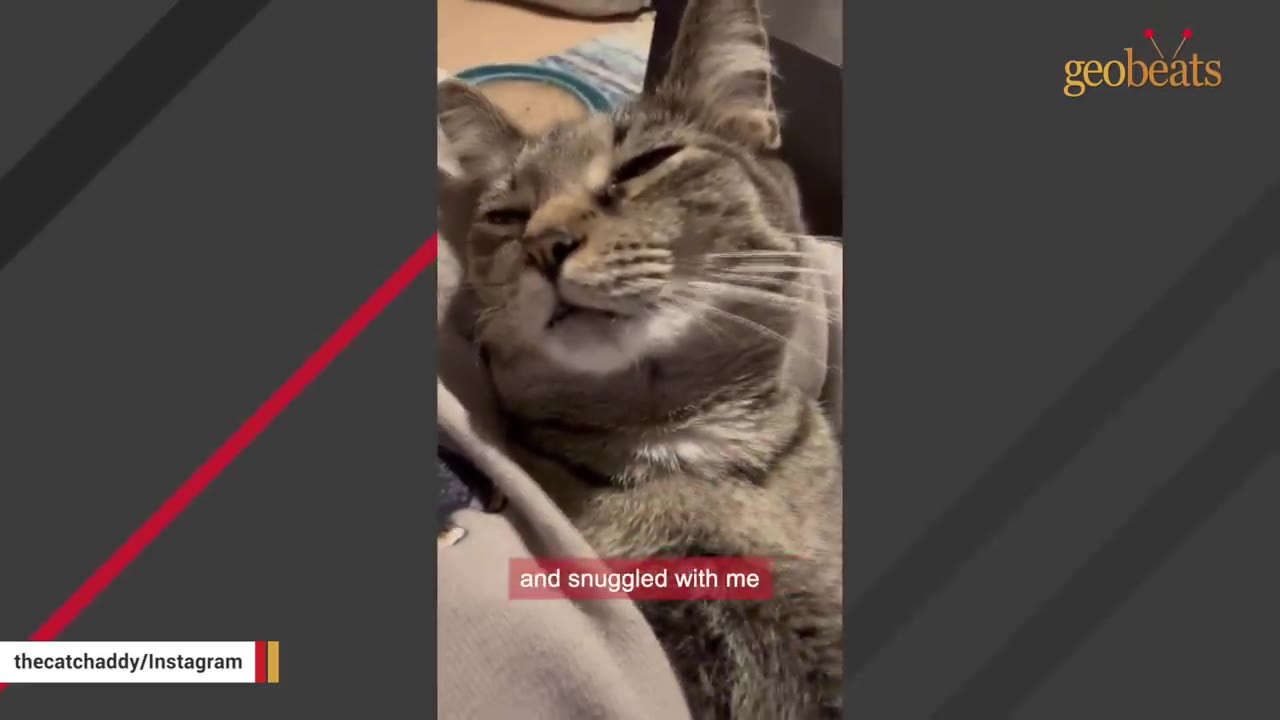 A tabby cat snuggling comfortably with its eyes half-closed, looking relaxed and content.