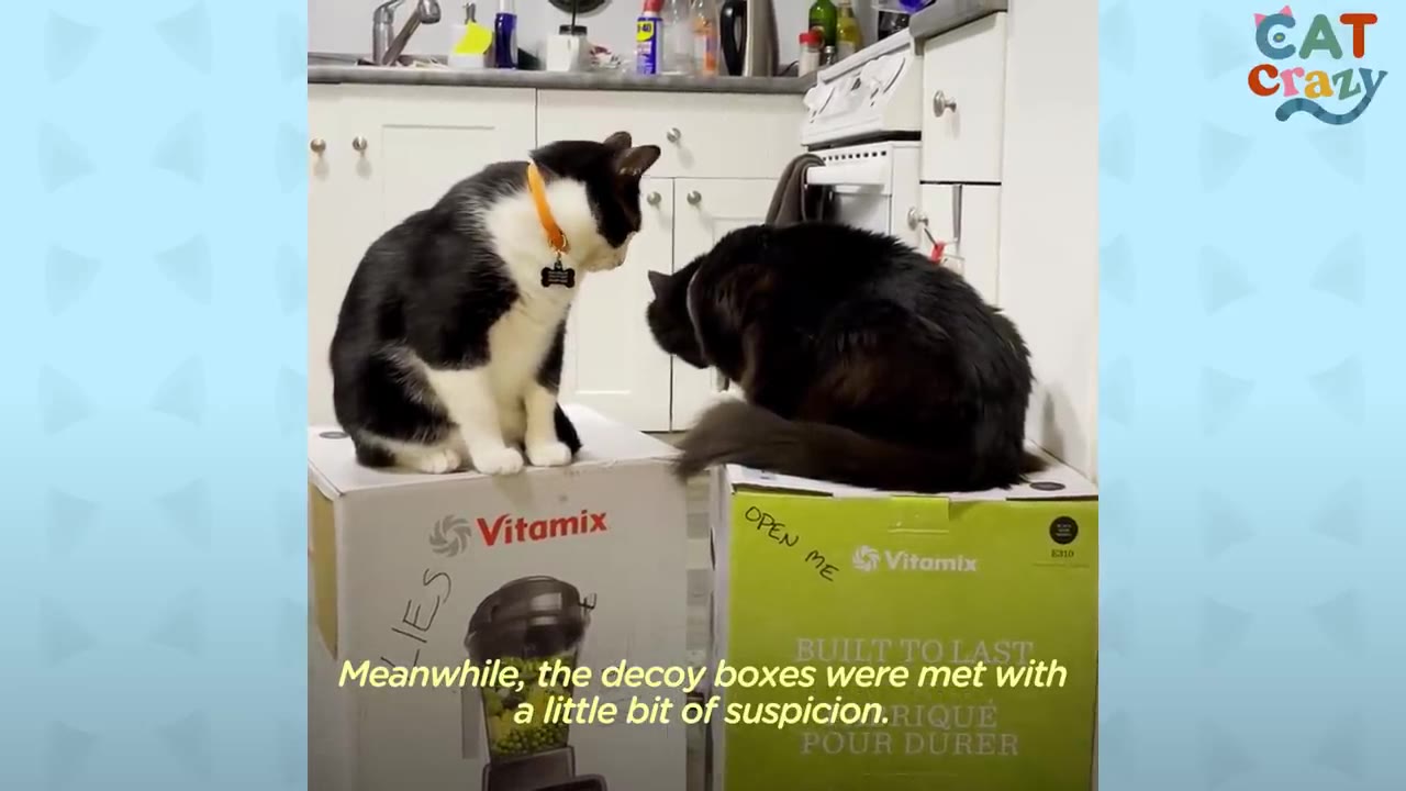 A black-and-white cat with an orange collar and a fluffy black cat sit atop two cardboard Vitamix boxes in a kitchen, looking at each other with curiosity.