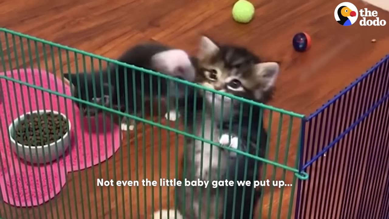 A small tabby kitten stands on its hind legs, peering over a green wire baby gate with a determined expression.