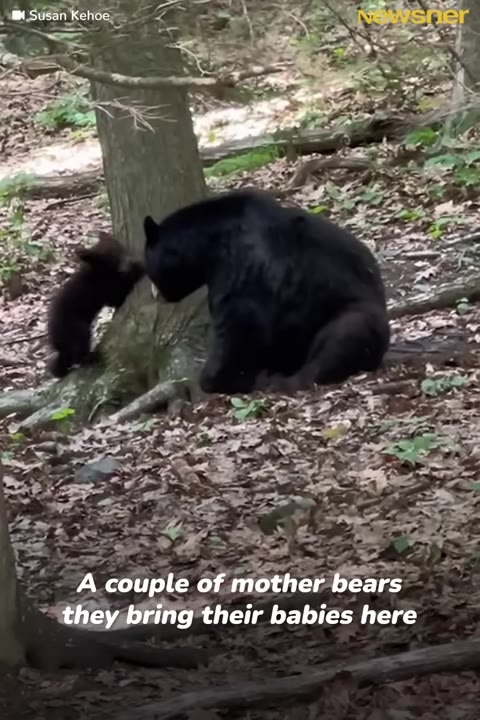 A large black bear sits on the forest floor next to a tree trunk, looking at a small black bear cub standing on its hind legs against the tree.