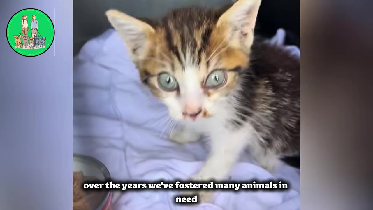 A small calico and white kitten with wide green eyes stands on a light purple blanket next to a food dish.