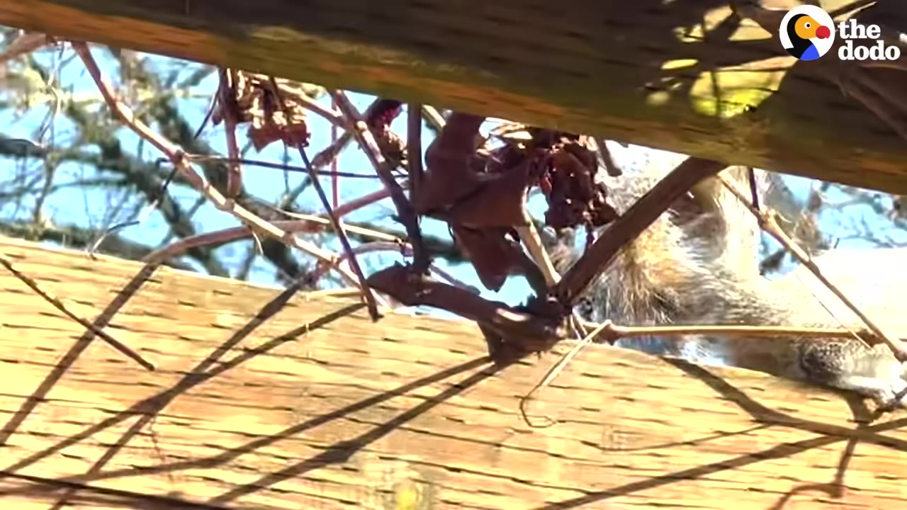 A close-up shot of a small, furry animal climbing on a wooden structure outdoors near some dry vines.