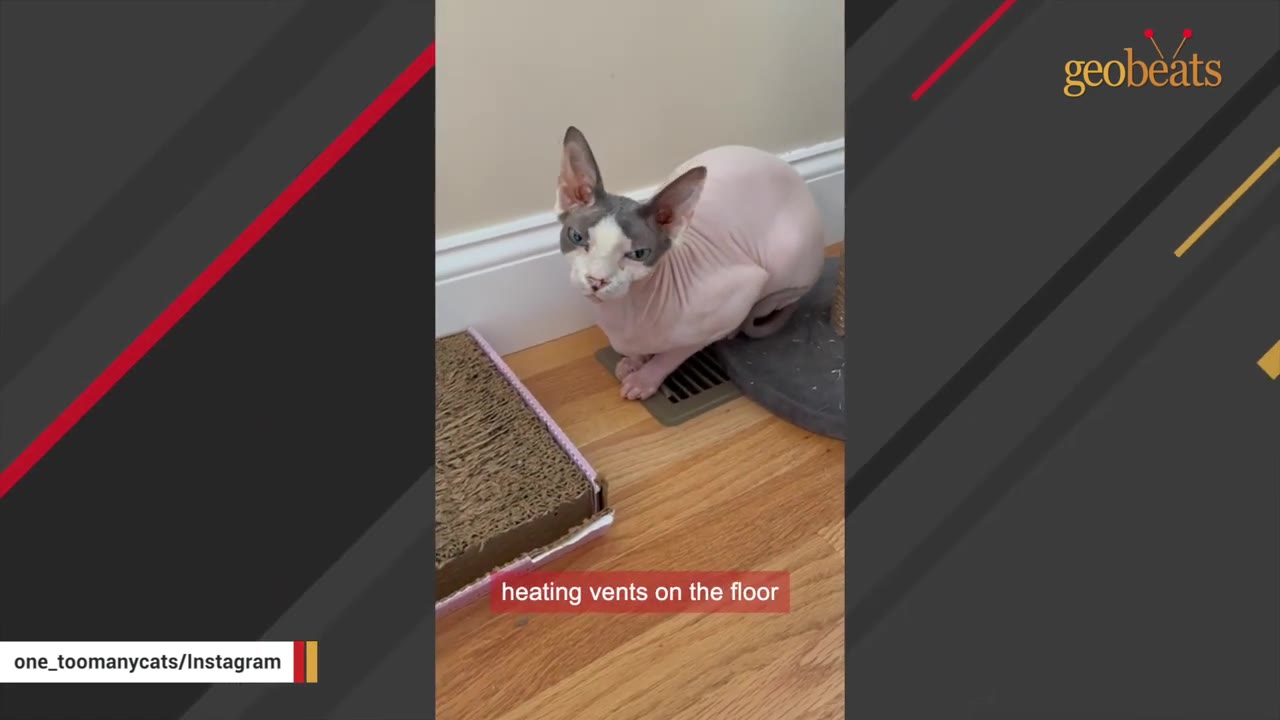 A hairless Sphynx cat with grey markings on its face sits on a metal heating vent on a wooden floor.