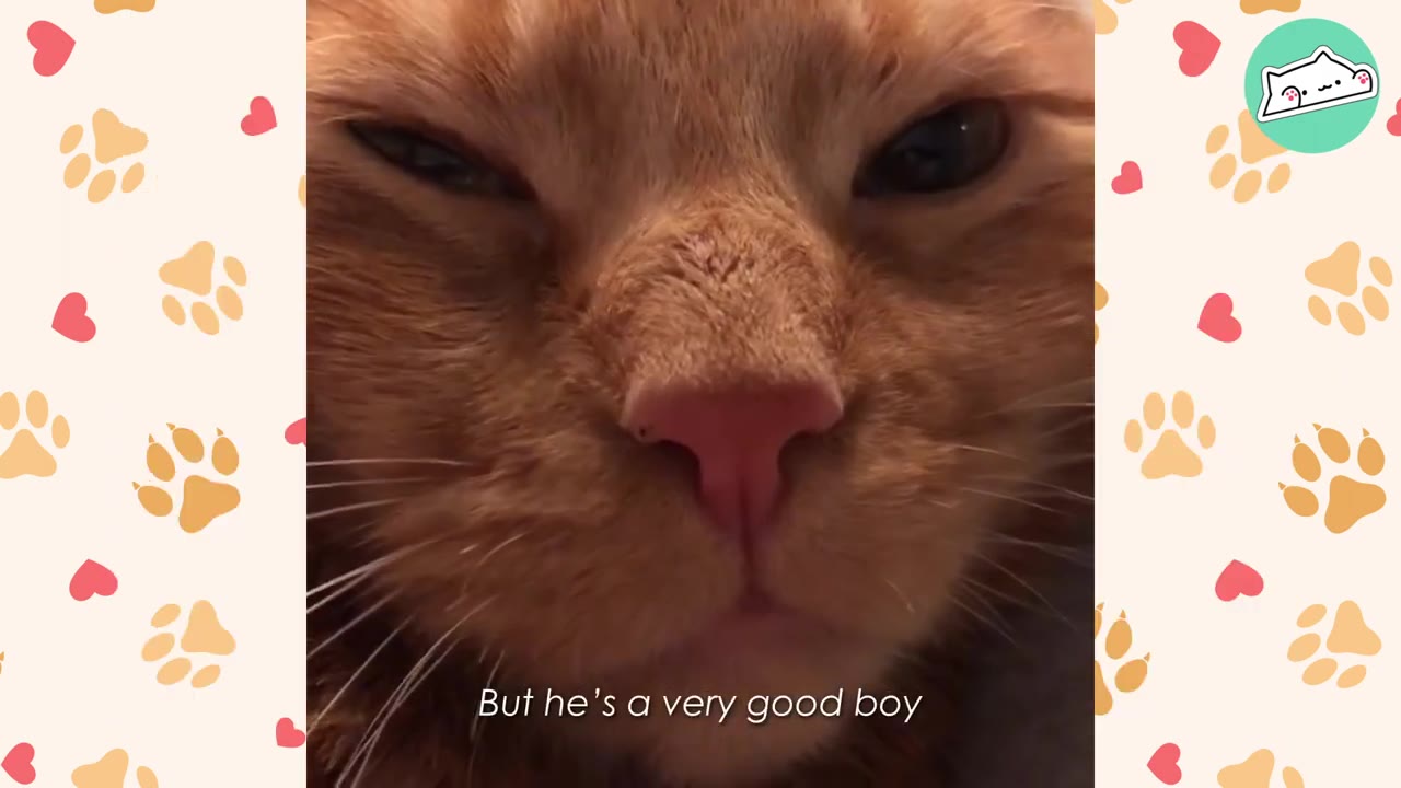 A close-up shot of an orange tabby cat's face looking directly at the camera with a calm expression.