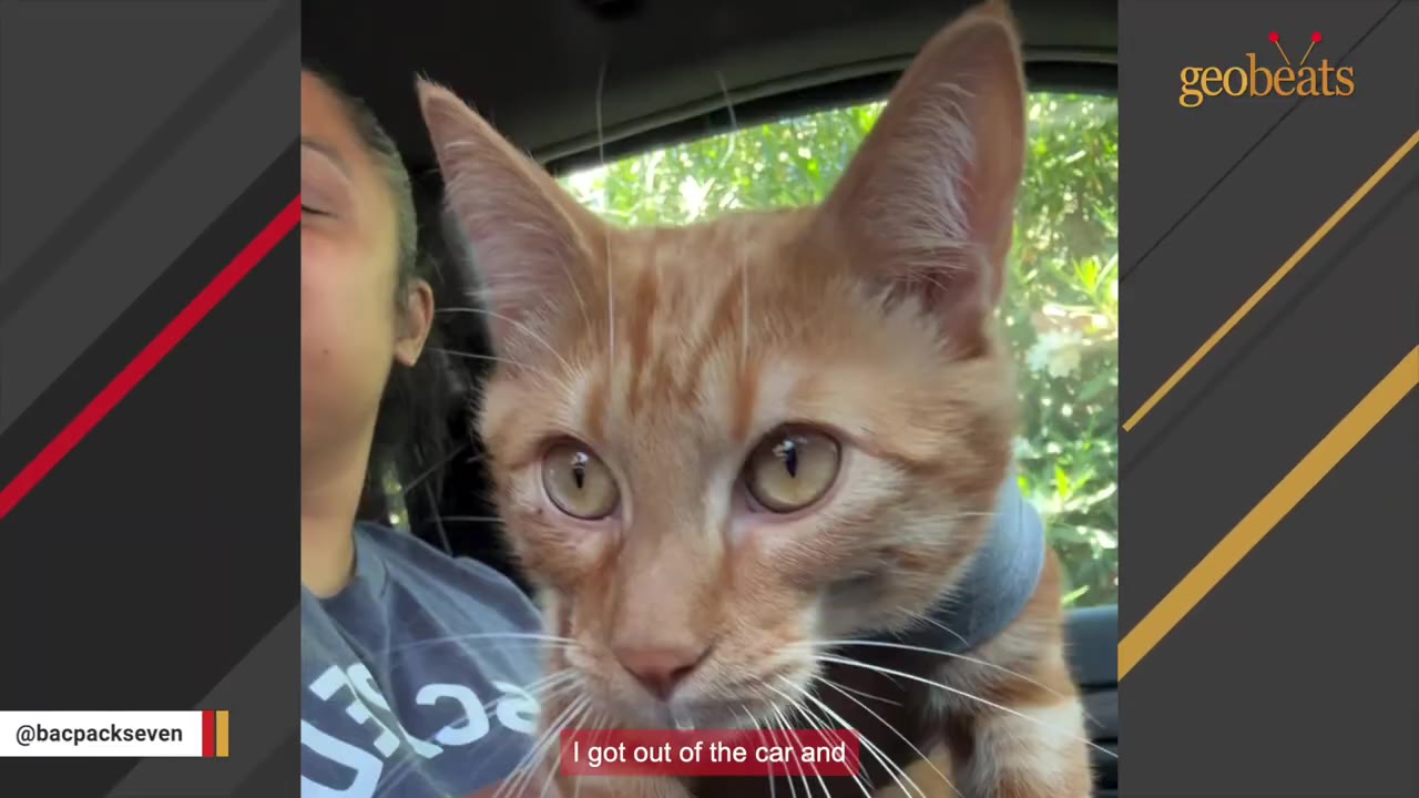 A close-up of an orange tabby cat named Seven sitting in a car, with a visible drop of drool hanging from its chin.