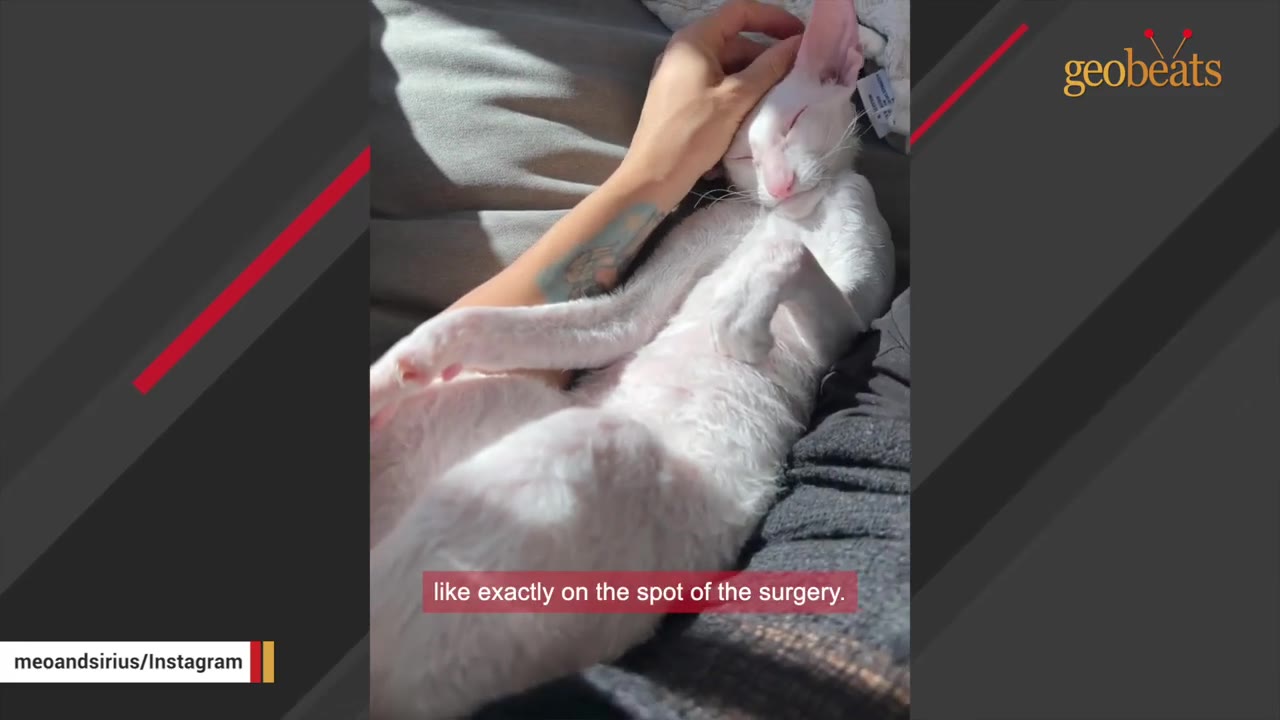 A white Cornish Rex cat lies comfortably on a person's chest and neck area while being gently petted on the head.