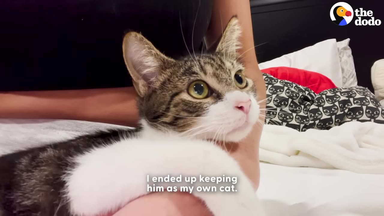 A close-up of a brown and white tabby cat with large green eyes being held gently by its owner, with text on screen reading 'I ended up keeping him as my own cat.'