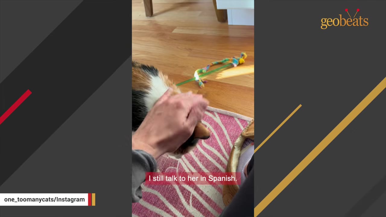 A close-up shot of a hand gently petting a calico cat on its head, with a subtitle reading 'I still talk to her in Spanish' at the bottom.