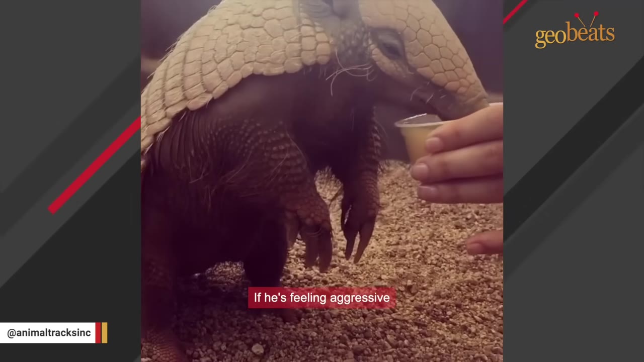 A close-up shot of a yellow armadillo standing on its hind legs, showing the detailed texture of its keratin shell and the wiry sensory hairs on its side as it eats from a cup held by a person.