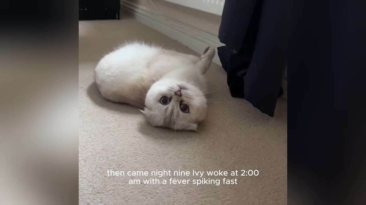 A fluffy light-colored cat lying on its back on a carpeted floor, looking upside down directly at the camera with large dark eyes.