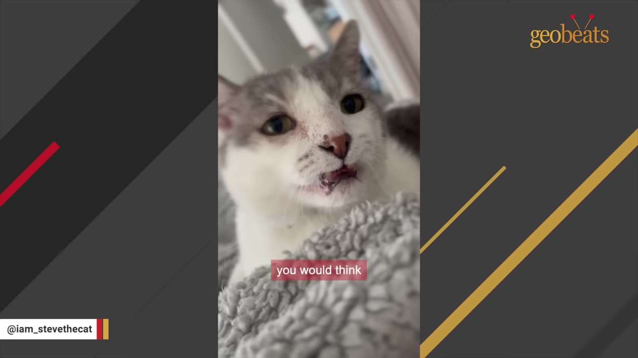 A close-up shot of a white and grey cat with a unique facial structure, looking directly at the camera.