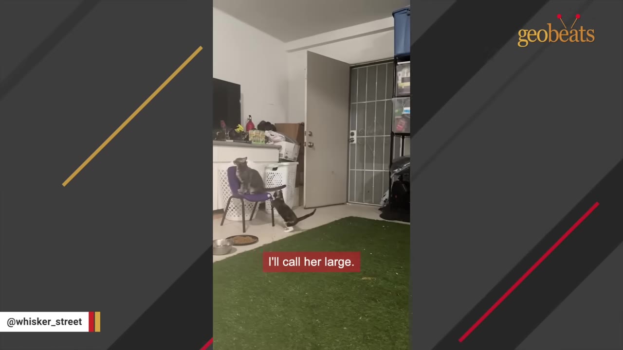 A grey cat sits on a small purple chair next to a black and white cat in an indoor room with green turf flooring.