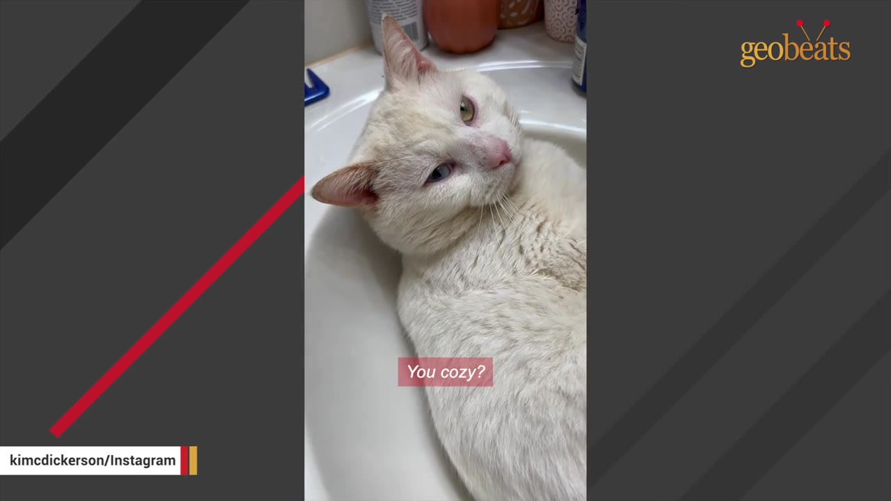 A close-up of a white cat with clear, heterochromatic eyes lying comfortably in a white bathroom sink.