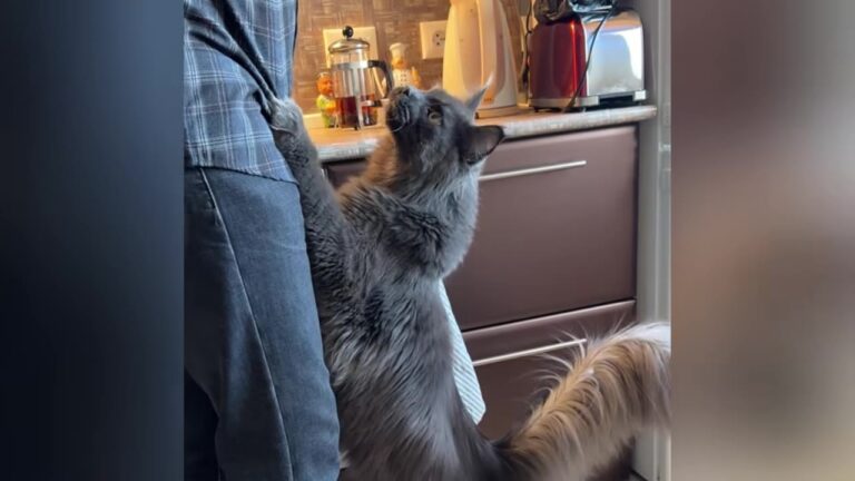 Illinois Cat Returned Twice For Being ‘Too Difficult’ Makes A Choice That Heals A Grieving Family