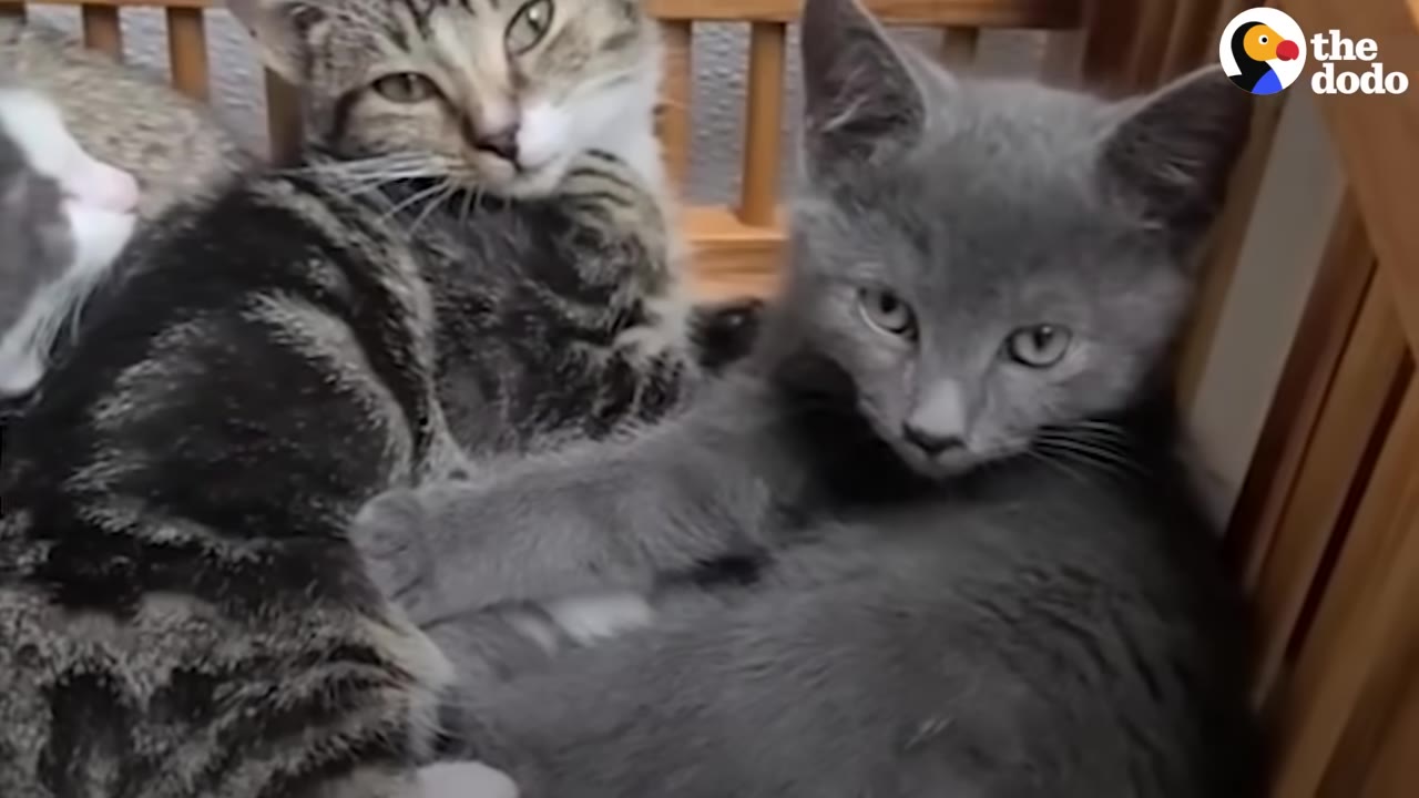 A grey kitten and a tabby kitten sit together on a wooden chair, looking directly at the camera.