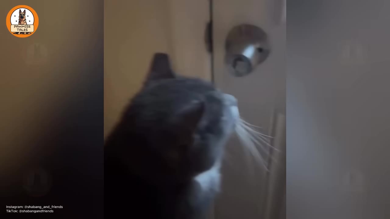 A close-up of a grey and white cat looking towards a closed door with a silver doorknob.