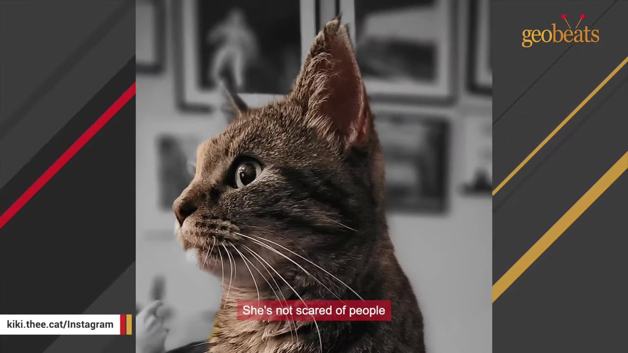 A close-up profile shot of a brown tabby cat looking alertly to the side with a soft-focus background of framed pictures.