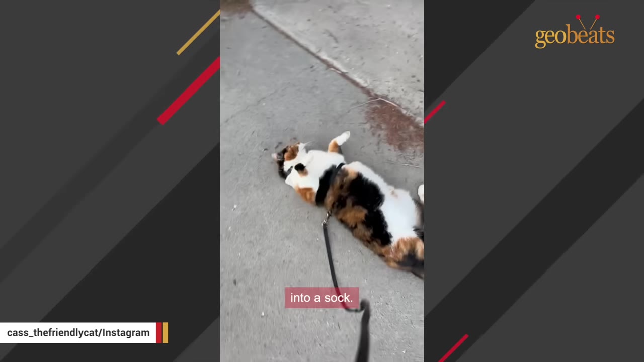 A calico cat wearing a harness rolls playfully on its back on a concrete sidewalk.