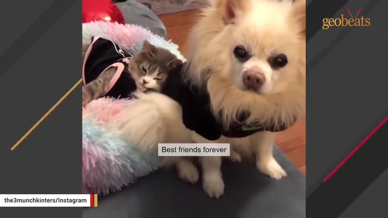 A fluffy white Pomeranian dog and a small grey and white tabby cat wearing matching black sweaters sit together on a colorful, fluffy pet bed.
