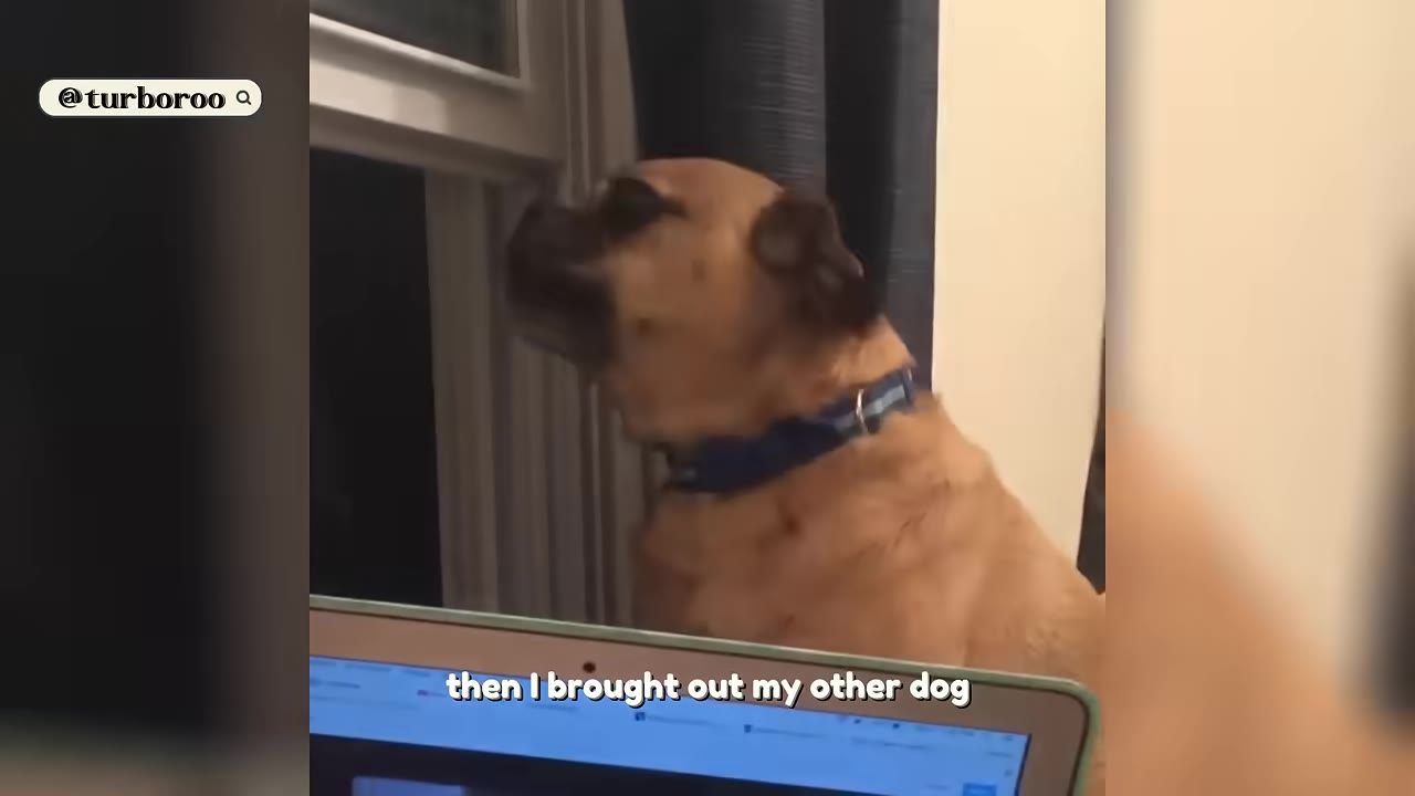 A tan dog wearing a blue collar looks out a window, with text on screen reading 'then I brought out my other dog'.