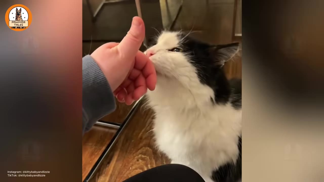A fluffy black and white cat gently rubs its cheek against a person's hand.