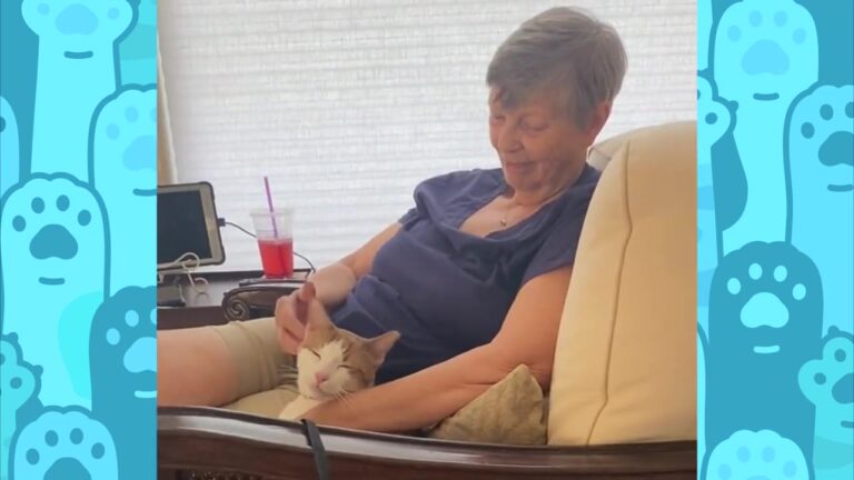 Arizona Woman Rescues Two Stray Cats, And Their Rare Talent Leaves Everyone Amazed