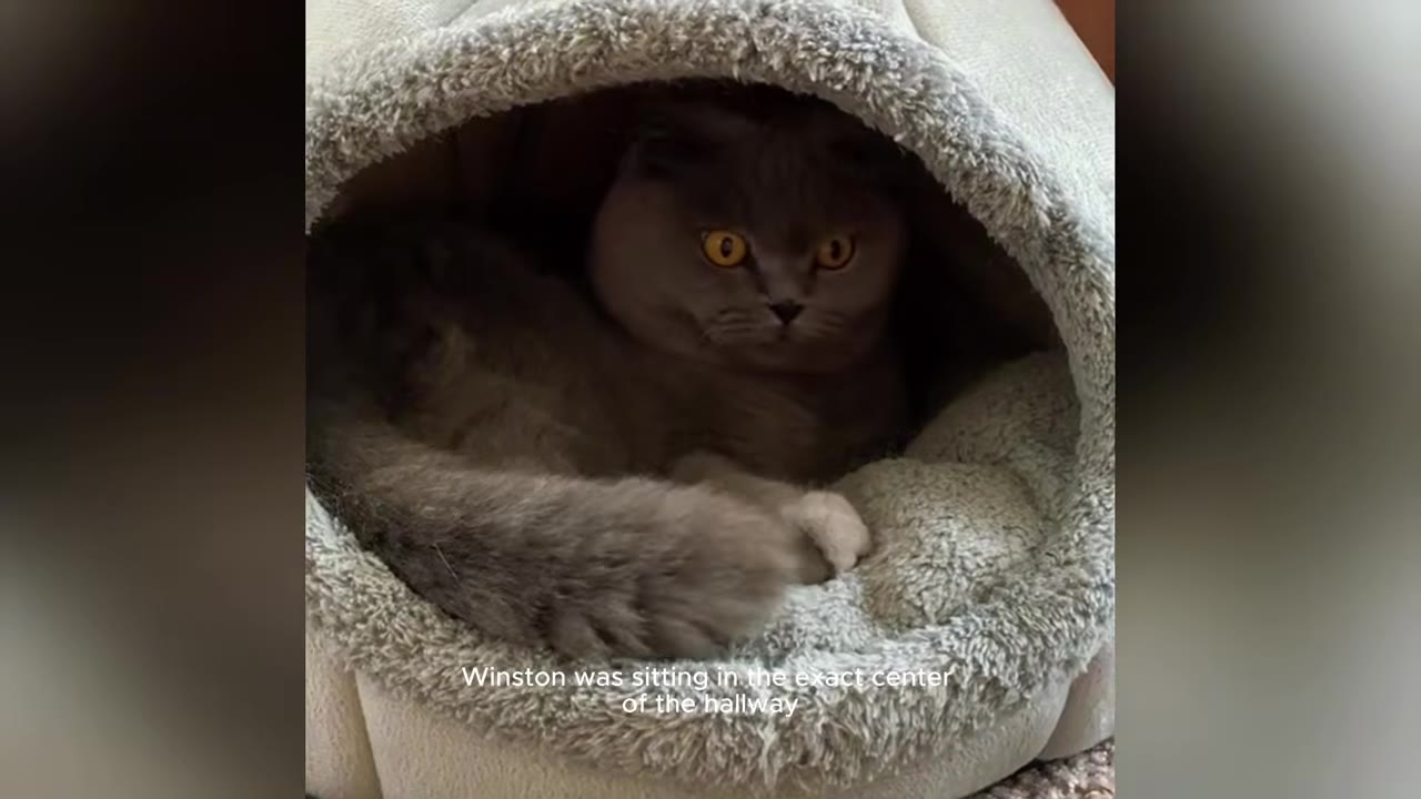A grey Scottish Fold cat with bright orange eyes sits inside a plush, dome-shaped cat bed.
