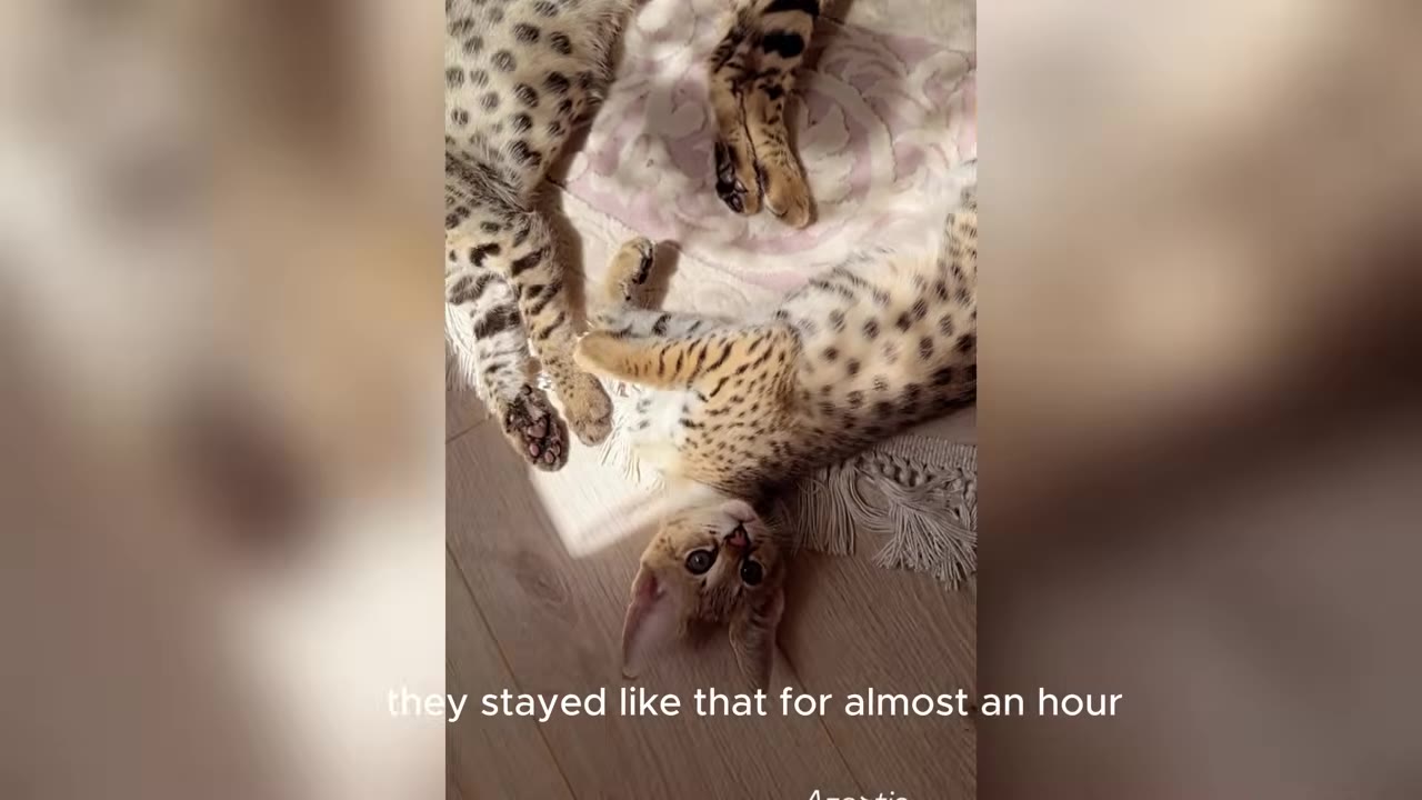 Two spotted Savannah kittens lying close together on a rug, with one looking upside down directly at the camera.