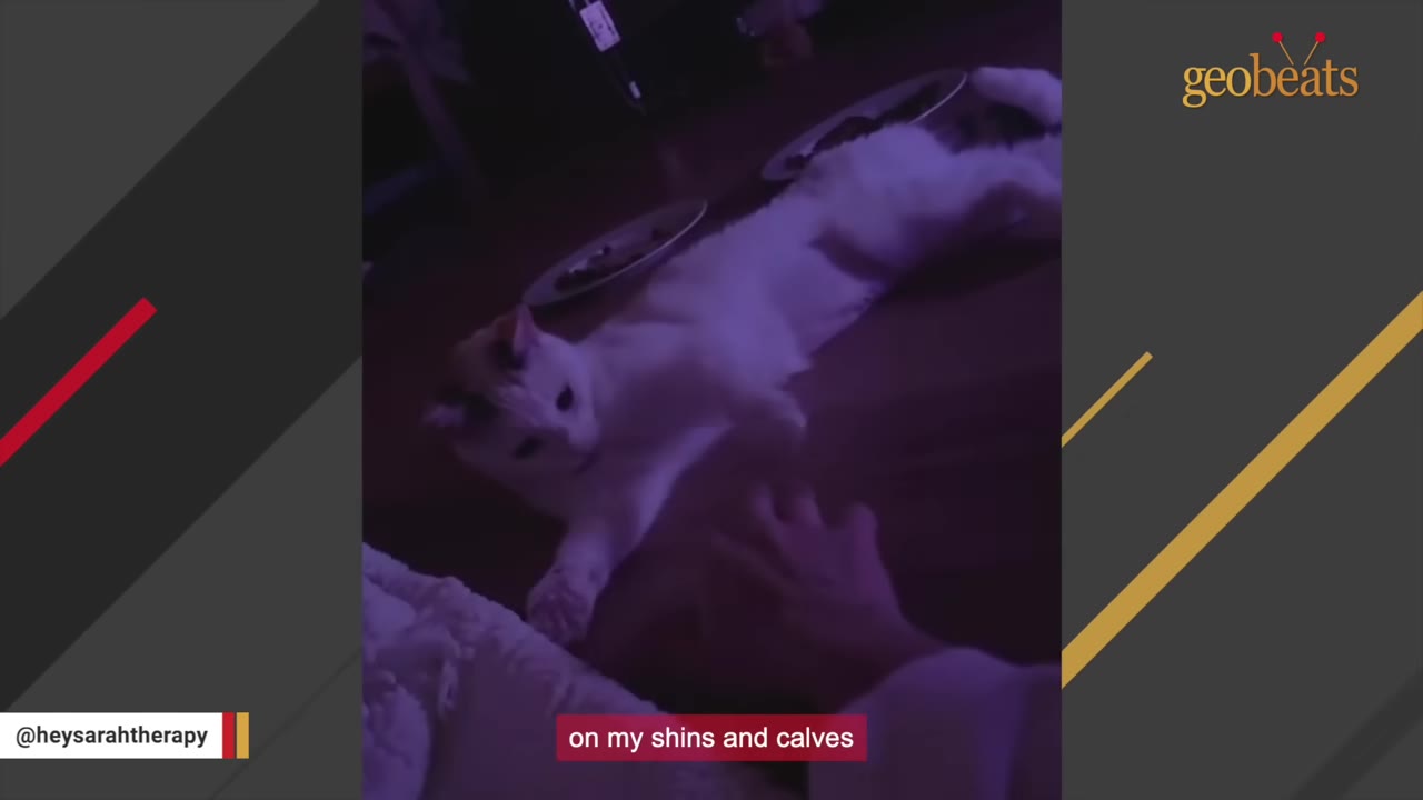 A white cat with dark ears lies stretched out on a dark floor under purple light, looking towards a hand reaching out to it.