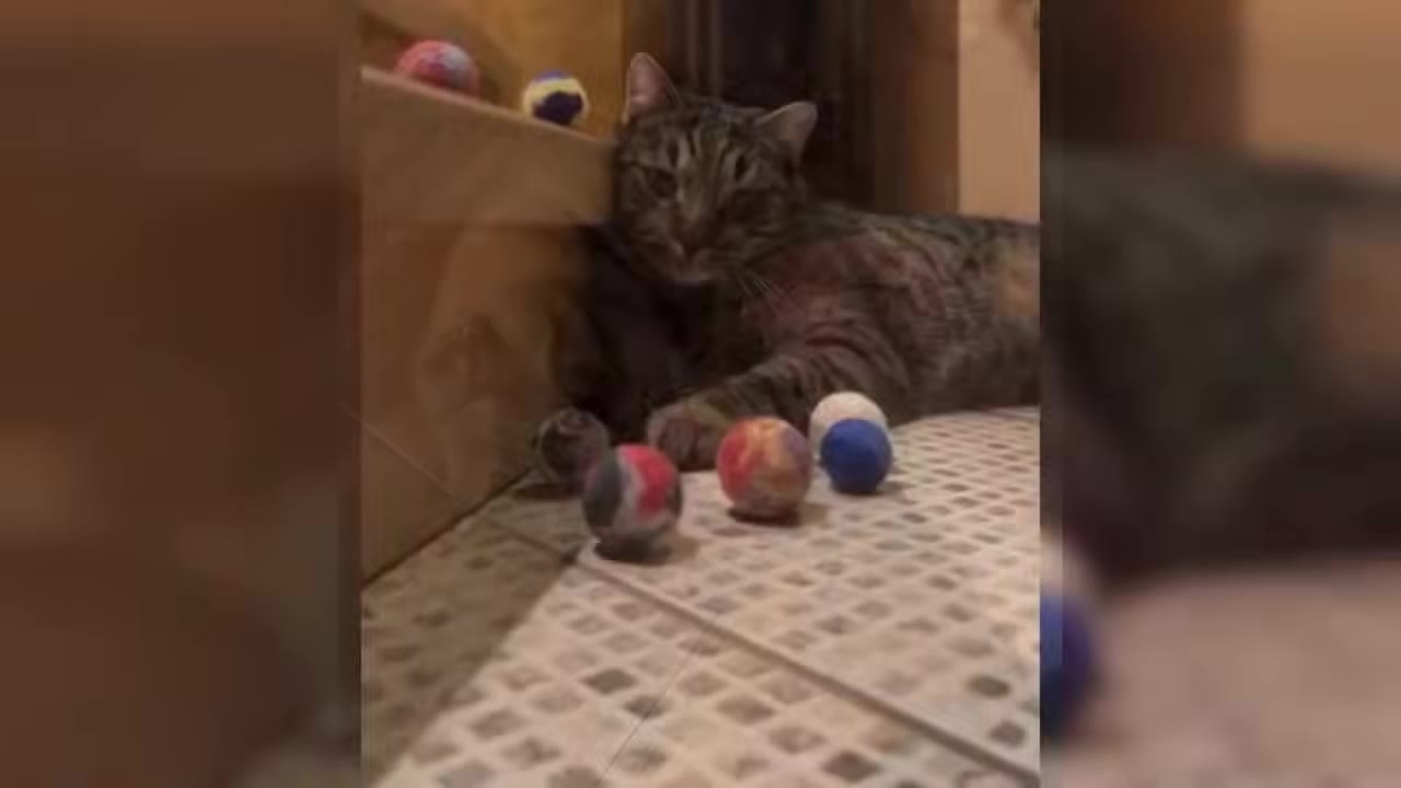 A tabby cat lies on a tiled floor next to several colorful felt ball toys.