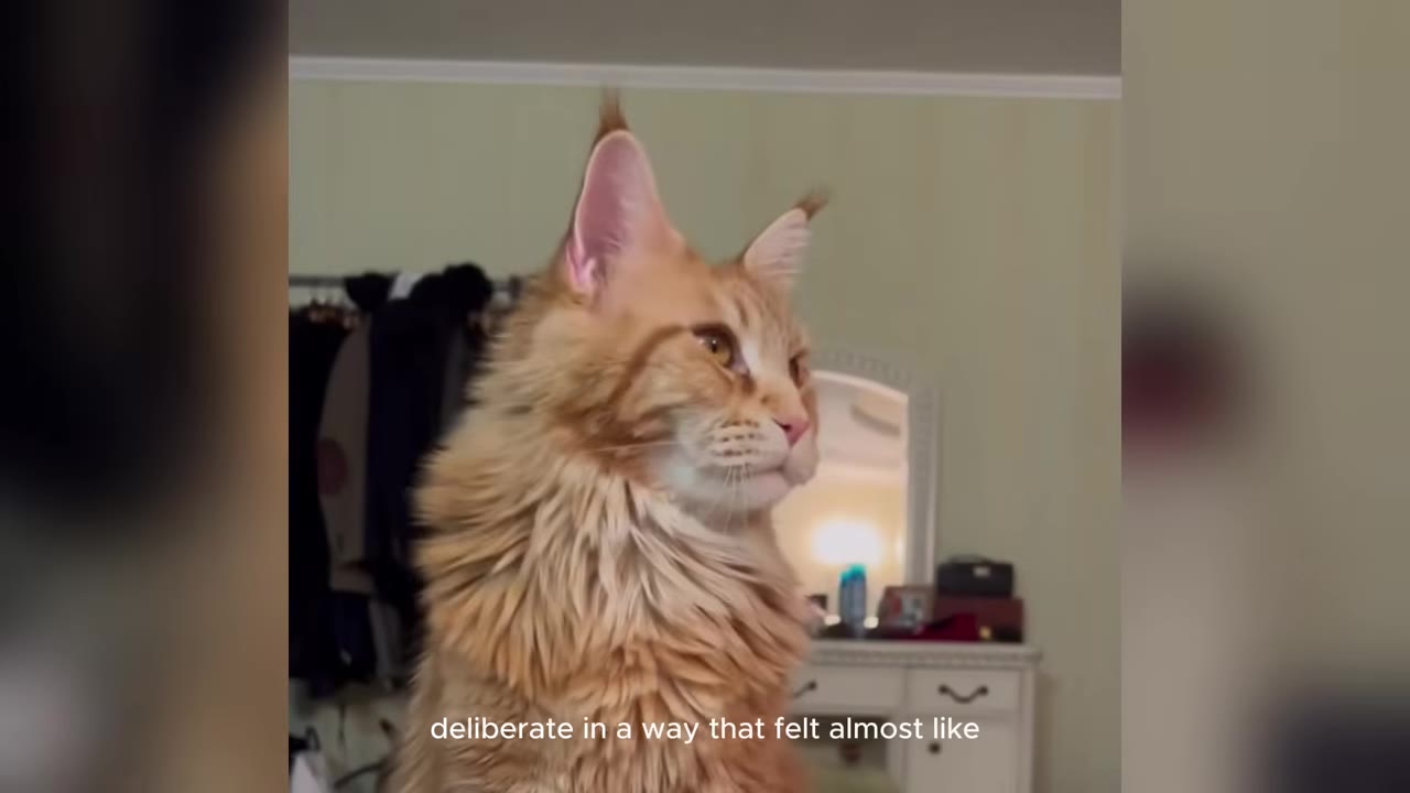 A fluffy orange Maine Coon cat with large tufted ears sits alertly in a bedroom, looking off to the side.