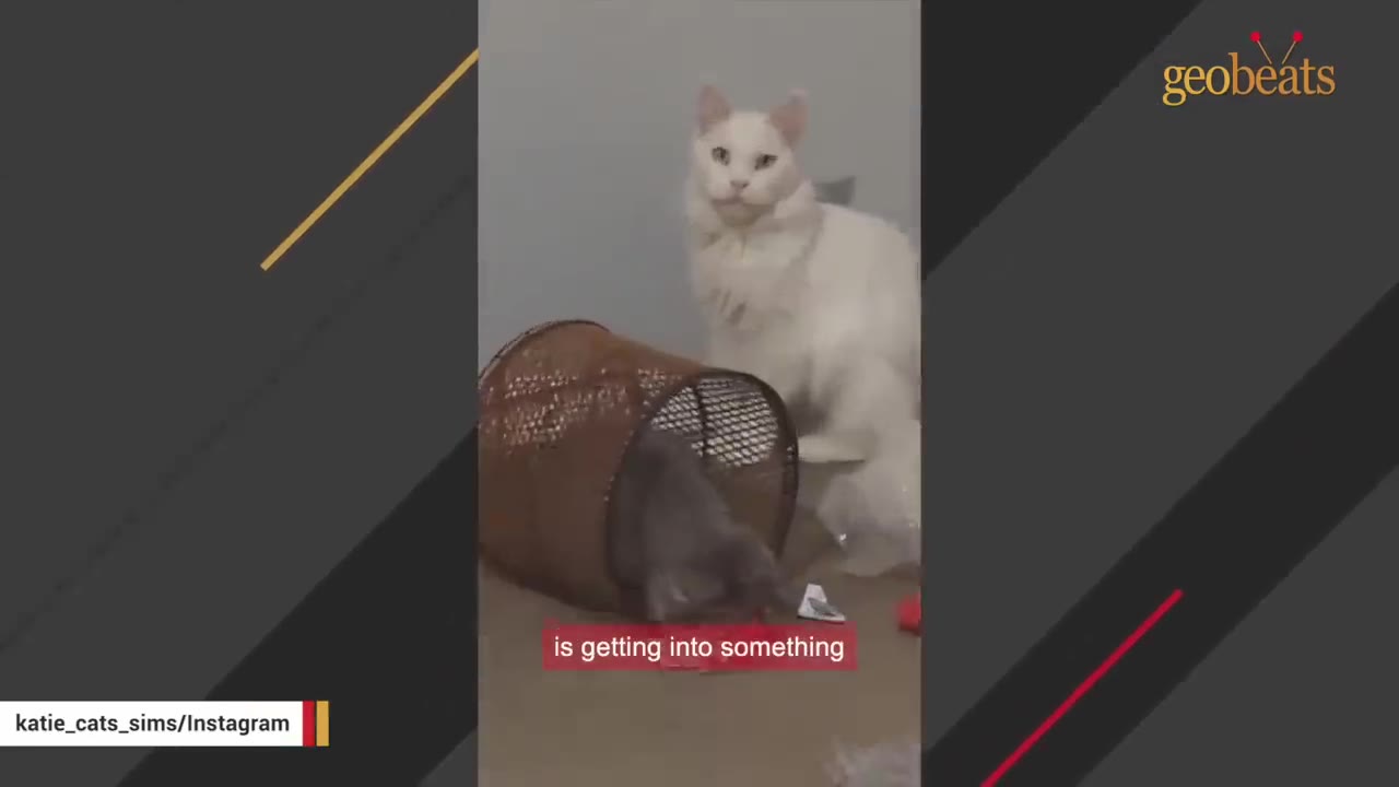 A white cat sits and watches a grey kitten playing inside a tipped-over brown basket.