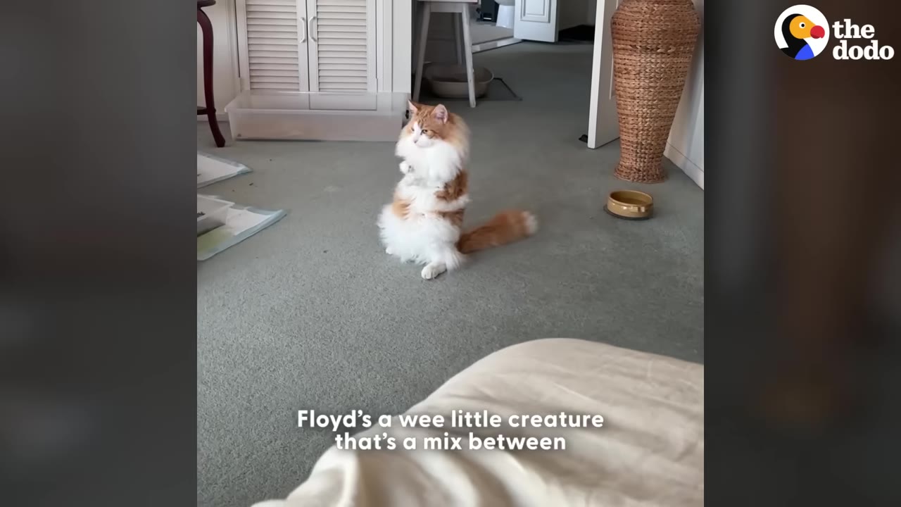 A fluffy orange and white cat stands upright on its hind legs in the middle of a room, looking alertly to the side.