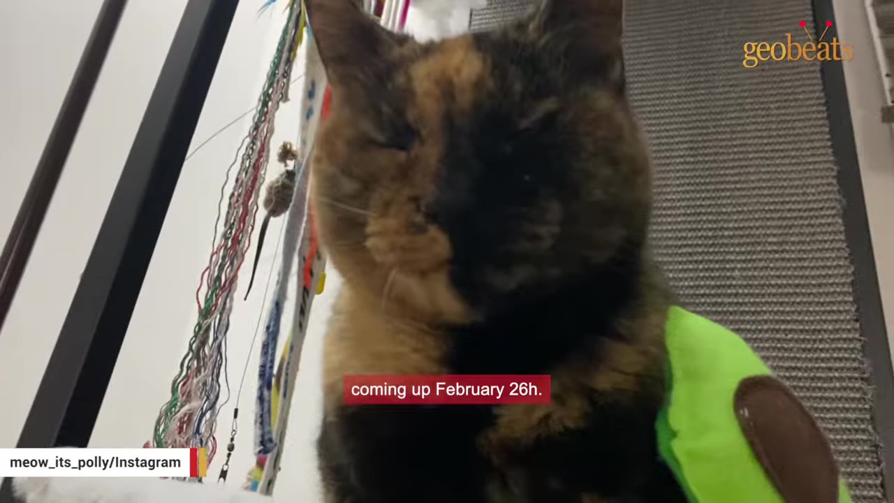 A close-up shot of Polly, a tortoiseshell cat, looking content with her eyes closed next to a green toy.