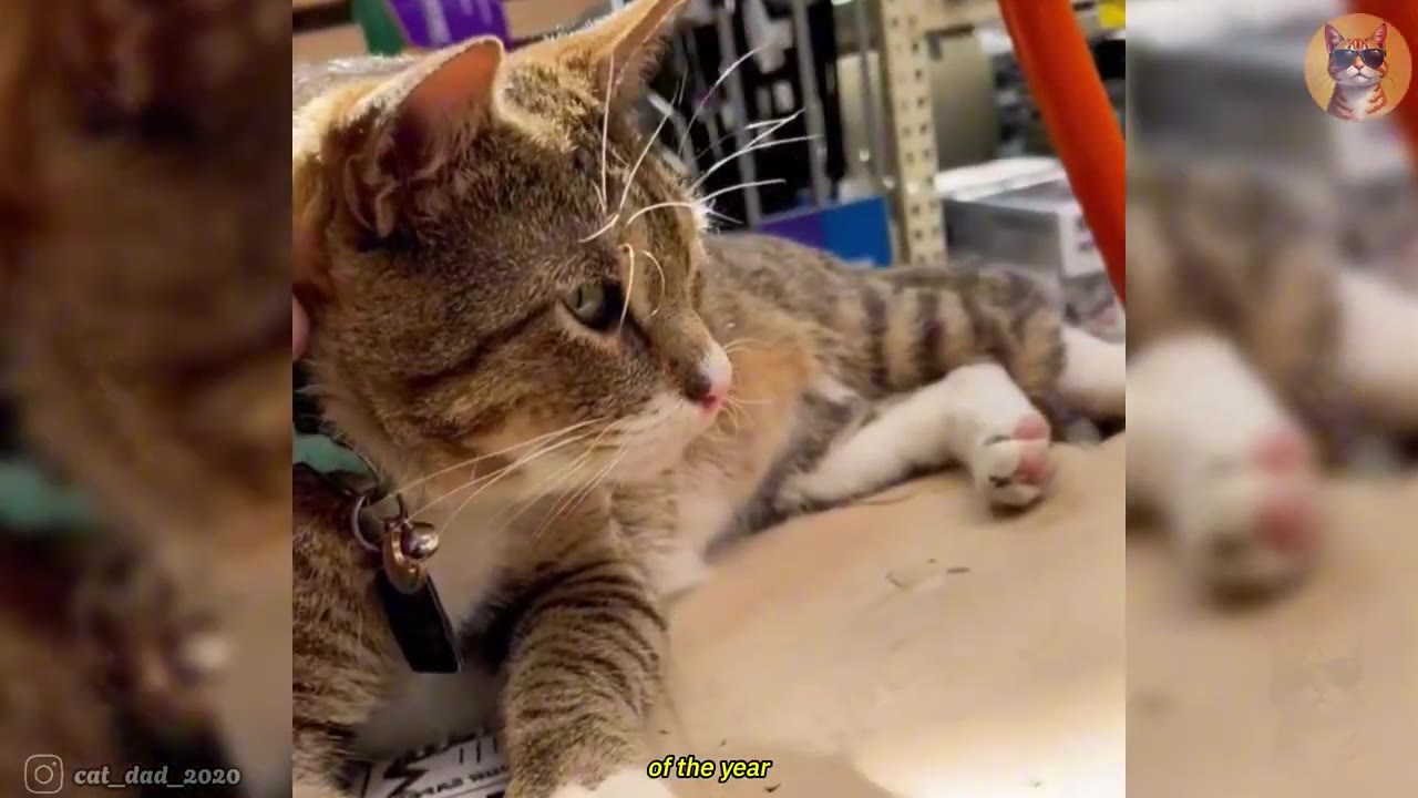 A close-up shot of a tabby cat with white paws and whiskers looking to the side while lying down in a store setting.