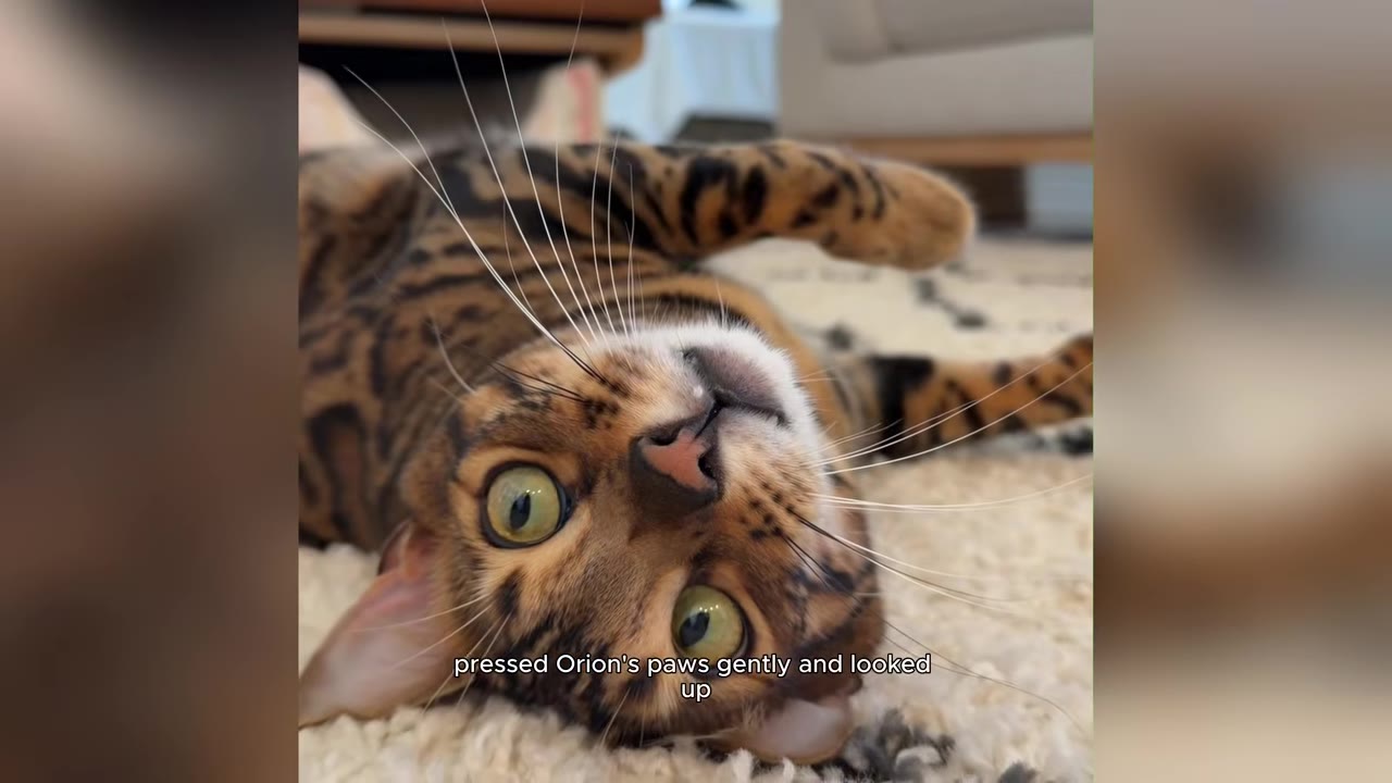 A close-up of a Bengal cat lying upside down on a white rug, looking directly at the camera with wide green eyes.