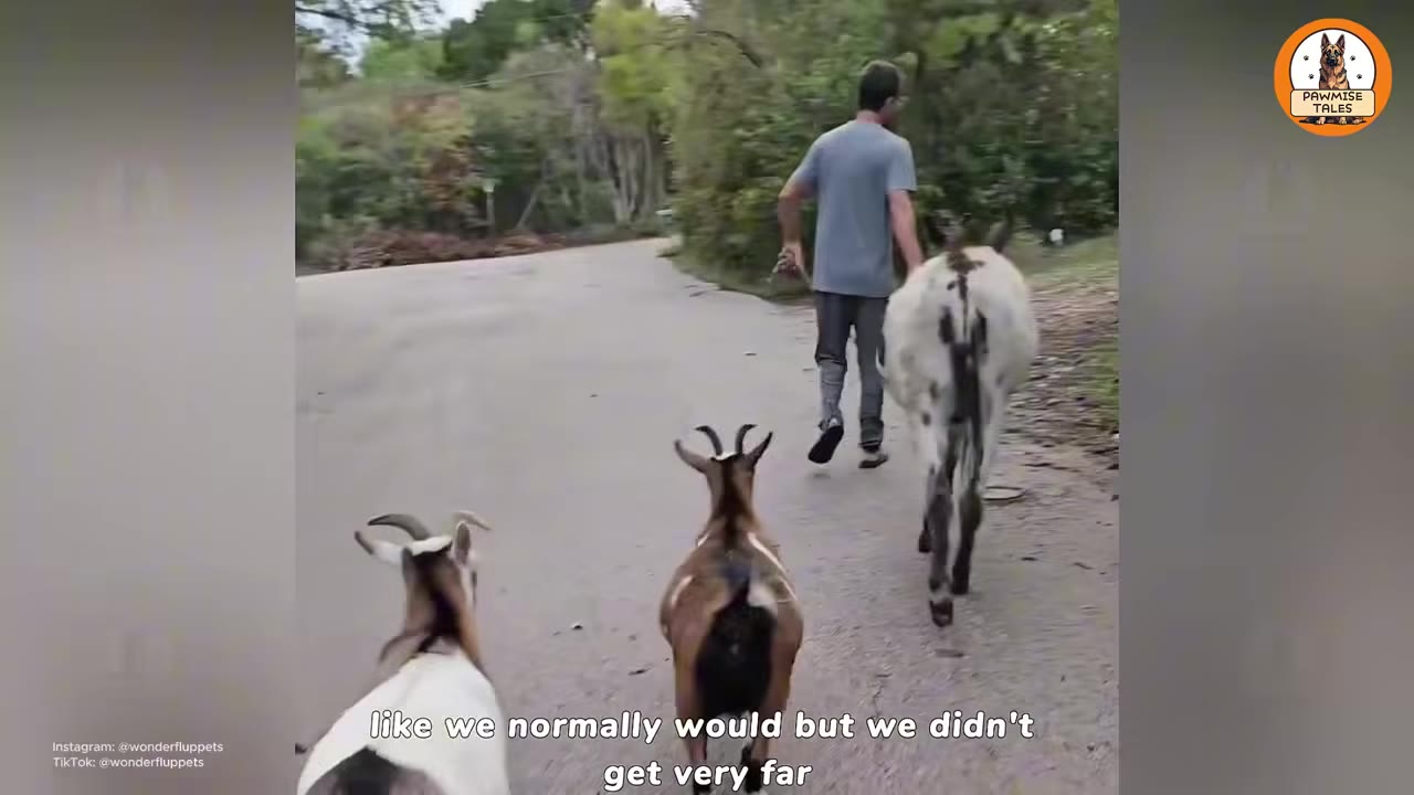 A man walks down a paved road leading a spotted donkey, followed closely by two goats.