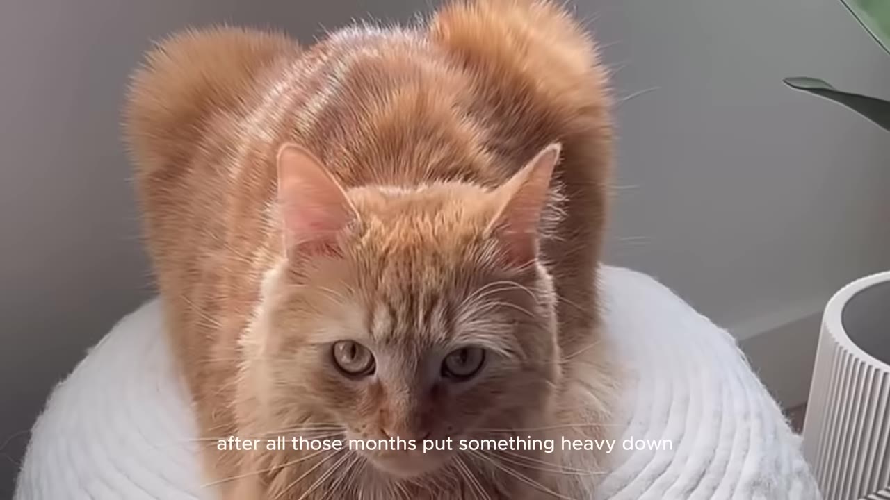 An orange tabby cat sitting comfortably on a soft, white textured cushion.