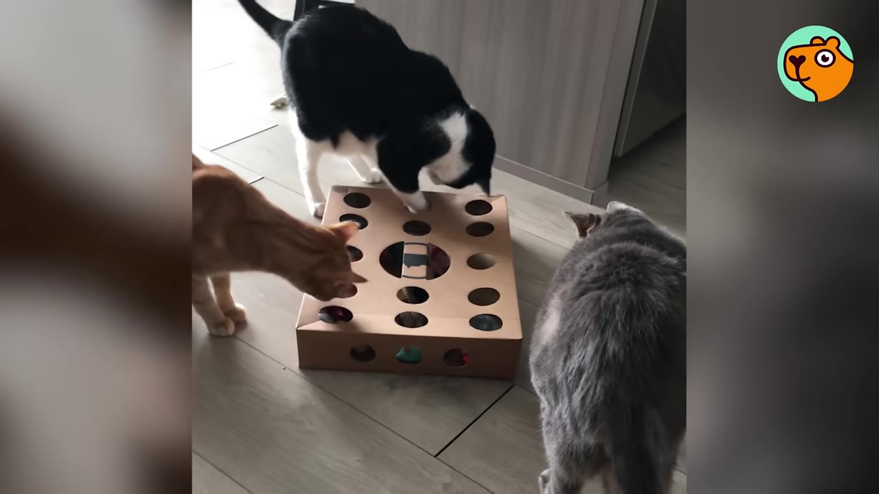 Three cats—one orange, one black and white, and one grey—gather around a cardboard puzzle toy with holes on the floor.