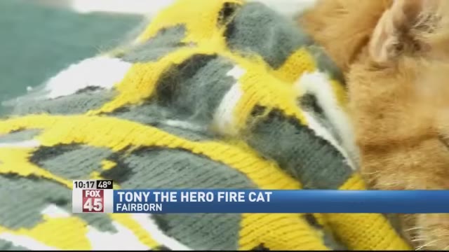 A close-up of an orange cat named Tony wearing a yellow and grey patterned sweater, with a news graphic reading 'Tony the Hero Fire Cat'.