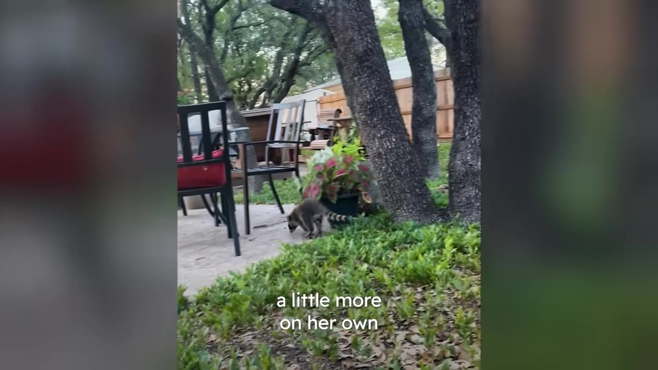A small raccoon walks on a stone patio near potted plants and large trees in a backyard.