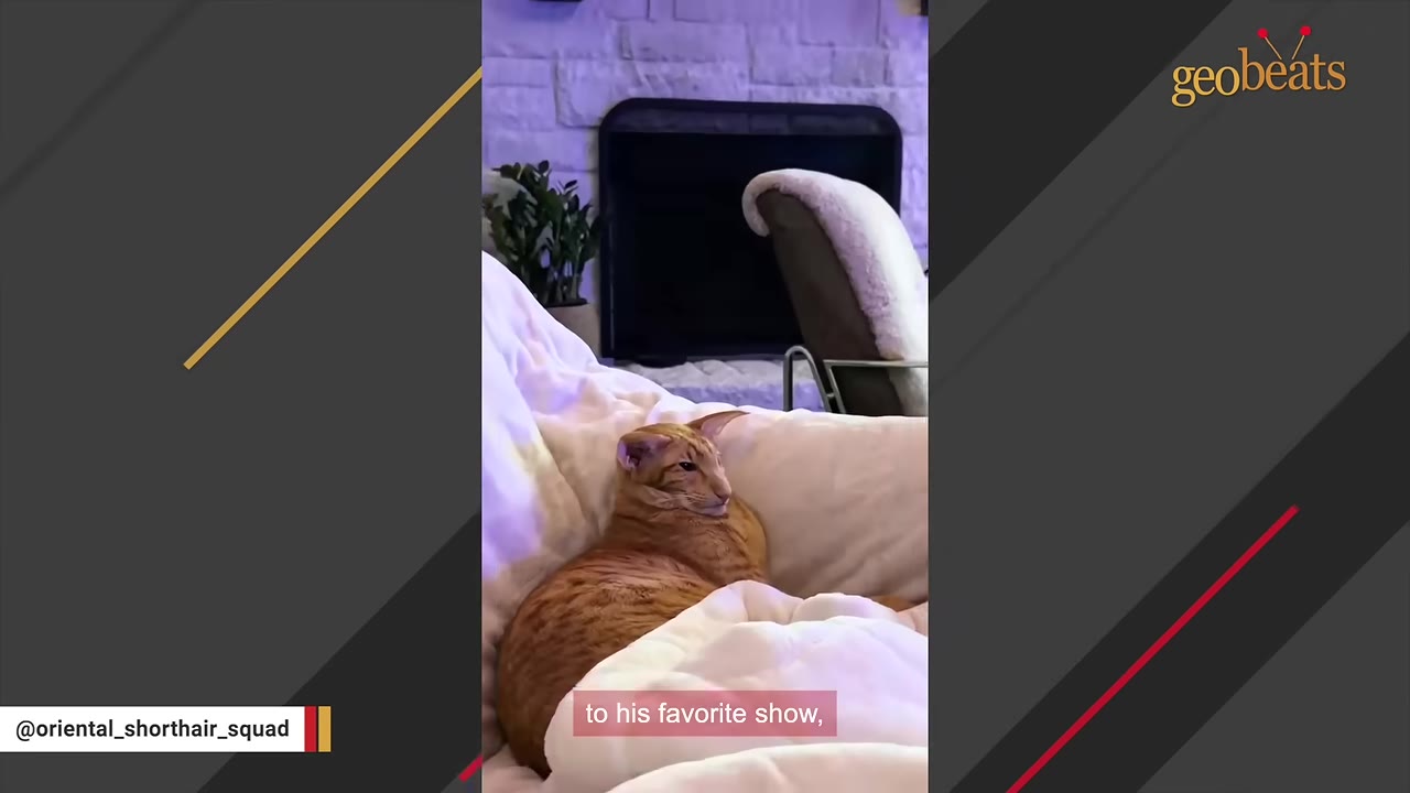 An orange Oriental Shorthair cat named Keebler lies comfortably nestled in white blankets, looking attentively to the side.