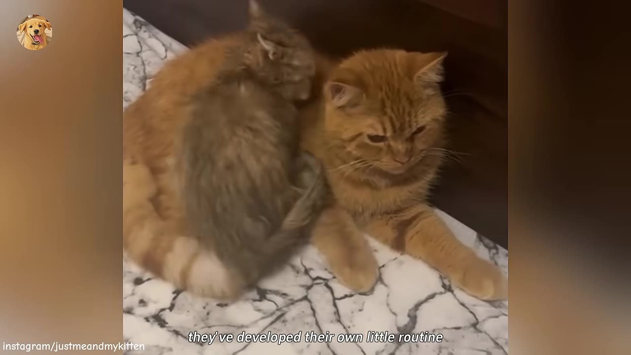 A small grey tabby kitten curls up closely against a larger orange tabby cat lying on a marble-patterned surface.