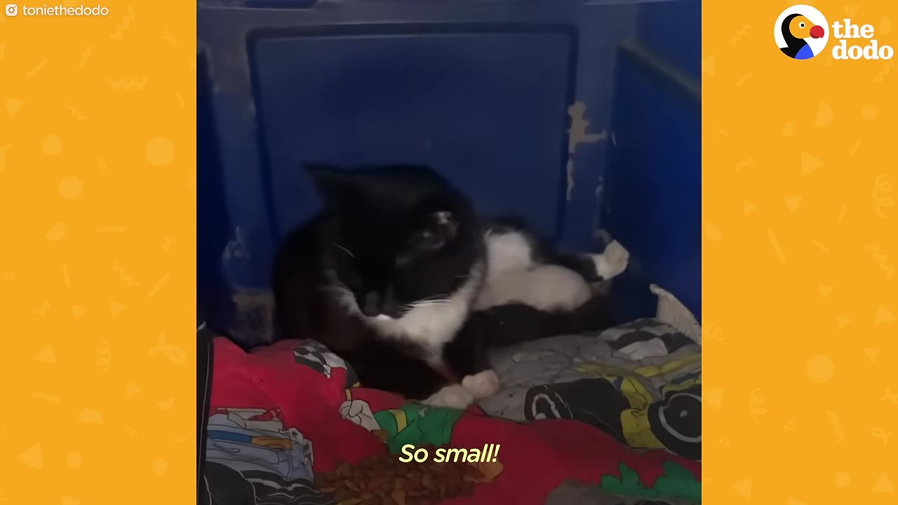 A black and white cat sits in a blue plastic crate with two tiny, light-colored newborn kittens nestled behind her.