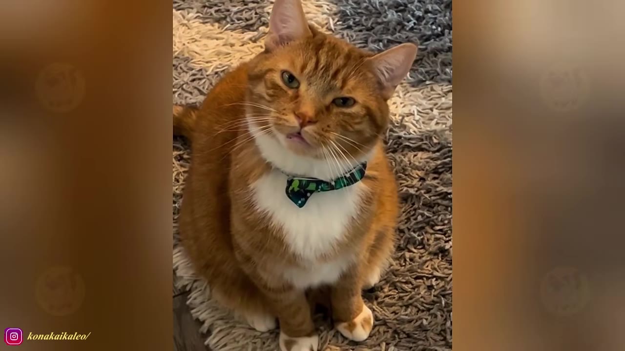 An orange and white tabby cat wearing a green patterned bow tie sits on a grey shag rug, looking directly at the camera with a curious expression.